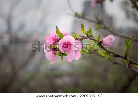 Close up apricot pink buds flower on tree concept photo. Photography with blurred background. Countryside at spring season. Spring garden blossom background