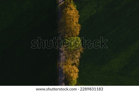 sunset falling on the trees, drone view of the road in the fields, drone photo