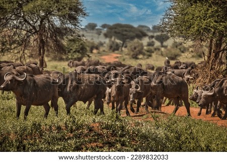 
Buffalo in Tarangire National Park. Tanzania. Safari, Africa. Royalty-Free Stock Photo #2289832033