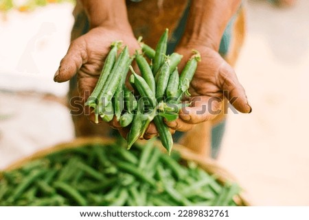 Hand of man is holding a handful of fresh picked green pea pods. Good green pea crop. Selective focus