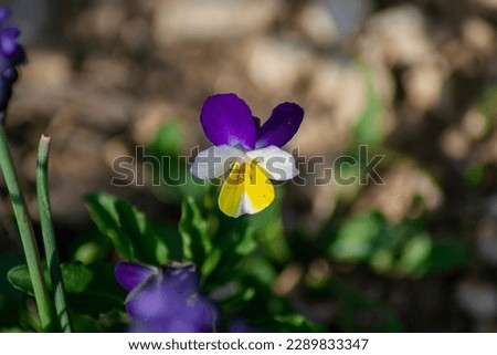 Viola tricolor L. tricolor violet, tricolor violet, lady's violet, Latin Viola tricolor Royalty-Free Stock Photo #2289833347