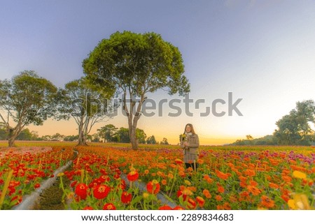 A beautiful woman visit the flower farm in the morning in wide screen scenery selective focus, winter northern Thailand
