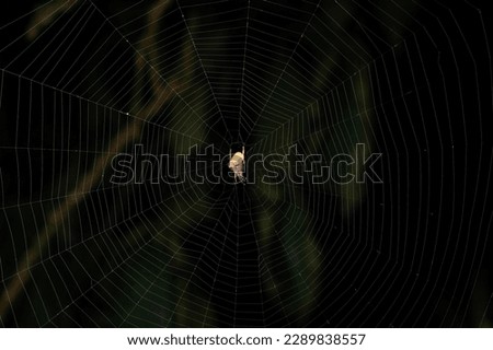 Small yellow spider sit on web in blurred black background