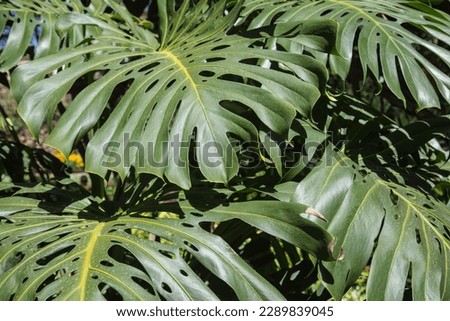 Nature, garden and landscape architecture in Madeira, Portugal - Leaves of a monstera plant, background, close up, texture