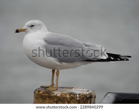 Close Up of Seagull Resting