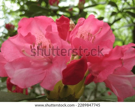 macro photo with a decorative floral background of spring blooming with pink flowers of a rhododendron shrub for garden landscape design as a source for prints, posters, advertising, wallpaper