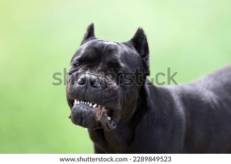 Purebred cane corso Italian black dog adult on a green nature background with cropped ears. Guard aggressive. Evil face or smiling teeth