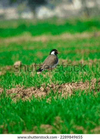 Red-wattled Lapwing Bird in agriculture 