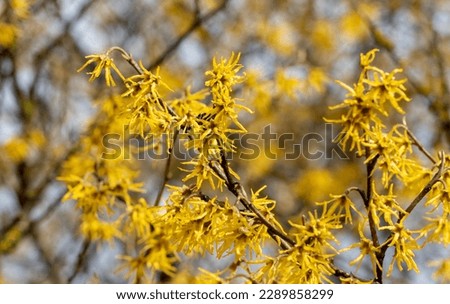 The witch hazel (Hamamelis virginiana) bush blooms with yellow flowers very early in the spring. Other names - Beadwood, American witch hazel, common witch hazel. Royalty-Free Stock Photo #2289858299
