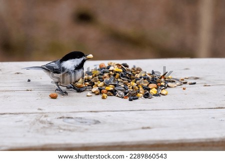 Close up of a Black-capped chickadee (Poecile atricapillus) eating a seed during winter in Wisconsin. Selective focus, background blur and foreground blur.
 Royalty-Free Stock Photo #2289860543