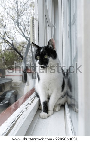 Black and white cat sitting on the window