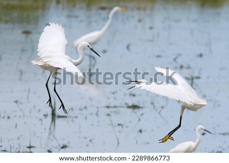  Heron, Bittern, Egret bird (Pelecaniformes)Great White Heron (Ardea alba) Royalty-Free Stock Photo #2289866773