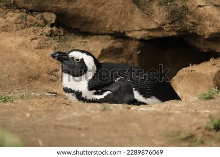 A relaxed penguin in the sun