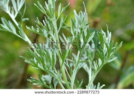 Bitter wormwood (Artemisia absinthium) bush grows in the wild Royalty-Free Stock Photo #2289877273