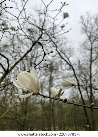 Magnolia white flower tree bloom spring park outdoor nature