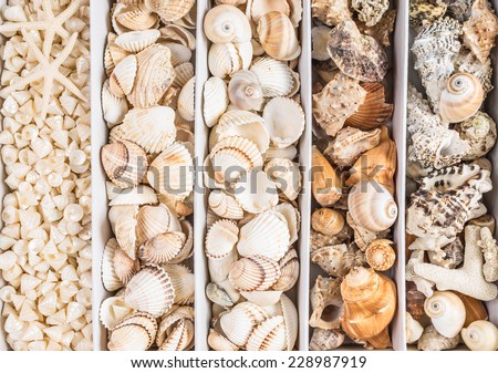 Seashells collection still life.Beach home decoration background.