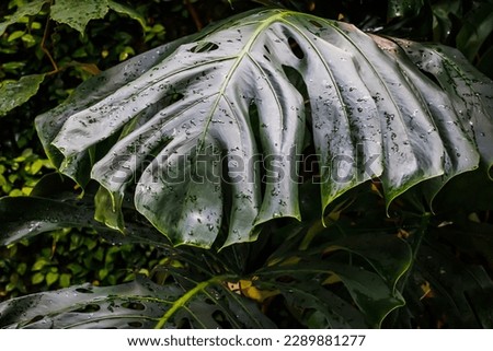 Big Monstera deliciosa green leaf in garden. Swiss cheese plant. Trendy home gardening background with big Green palm Monstera leaves.