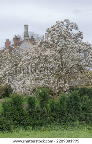 Traditional house architecture with beautiful magnolia tree blossoming in the spring season, United Kingdom