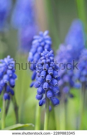 Spring blue flowers muscari armeniacum Royalty-Free Stock Photo #2289883345
