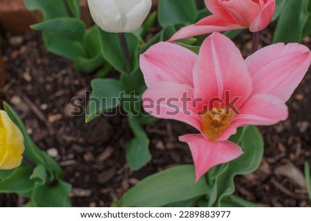 Selective focus close up of fresh  tulip flowers in an amazing garden, United Kingdom
