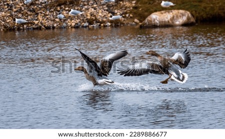 Geese landing gracefully on the calm surface of a serene lake. Seagulls are visible in the background perched on weathered stones, adding to the picturesque scene.