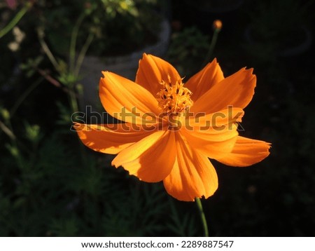 Illuminated orange flower with dark background