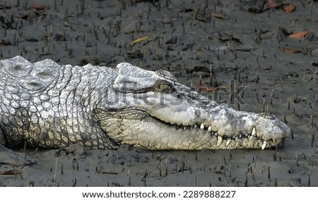 Leucistic variant of the saltwater or estuaries crocodile from Sundarban, the largest halophytic Delta in the world. Royalty-Free Stock Photo #2289888227