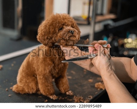 Woman trimming toy poodle with scissors in grooming salon.  Royalty-Free Stock Photo #2289895489