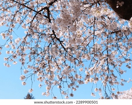 Sakura cherry blossoms in Vancouver