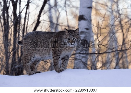 Young bobcat, Lynx rufus on a log in forest, in winter. Royalty-Free Stock Photo #2289913397