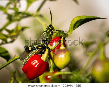 A cricket visiting the pepper garden. Picture took in a sunny day.