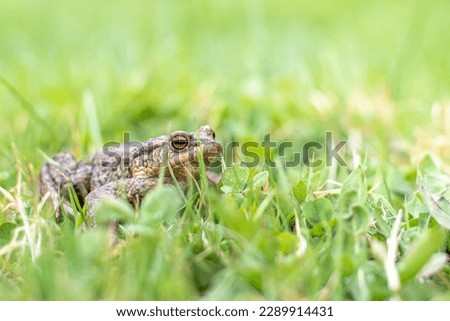 young common toad hides in the green spring grass in the garden near the pond, spring mating of frogs, toads have a body covered with warts,international frog month, solitary life
 Royalty-Free Stock Photo #2289914431