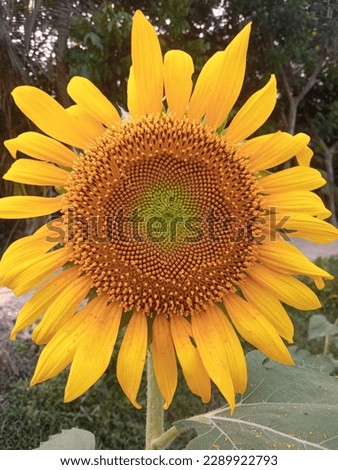 Sunflower Is a Beautiful Flower I've Ever Seen