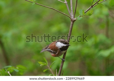 Cute chestnut-backed chickadee resting in forest, they are rather dark, richly-colored chickadee of the Pacific Northwest. Small, big-headed, and tiny-billed.