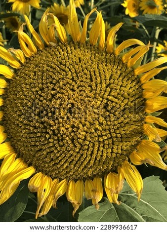 Sunflower yellow flower and seeds in a sunflower field with beautiful lush leaves blooming in the fall autumn harvest blessings gorgeous pretty blooms in the sunshine daytime vivid colors Ohio grown 