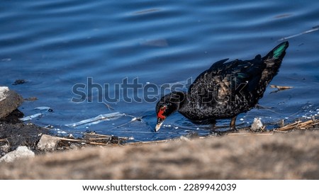red faced duck - Photographed in Changchun, China