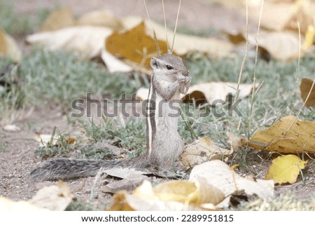 View of indian palm squirrel 