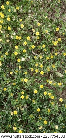 Clover with Yellow Flowers Small