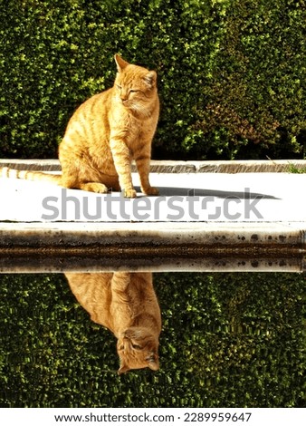 Yellow cat with reflection in the lake of the Alhambra gardens. The image is a perfect symmetry between the real feline and its reflection in the waterbed, as in a mirror.