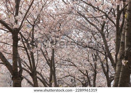Beautiful spring flowers herald the arrival of spring. Cherry Blossom