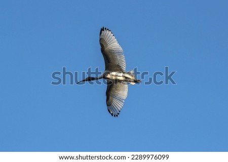 The Picture of Australian White Ibis was spreading its wings and flying through the sky as if showing off the beauty of its white feathers.