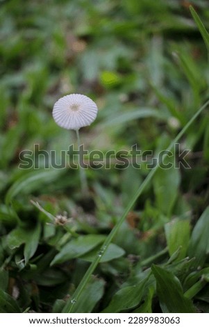 beautiful closeup of wild white mushroom lives amidst the green grass and grows together. autumn season. little fresh mushrooms, growing in Autumn Forest. Mushroom picking concept.
