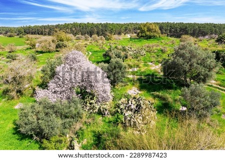 Adorable almond tree with pink flowers. The picture was taken from a bird's eye view. Israel. Forest Ben Shemen. Spring grass and flowers grow in forest glades. 