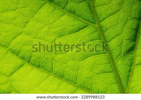 Green leaf veins textures for backgrounds and wallpaper. Texture background. Abstract background. Macro photography. Close up