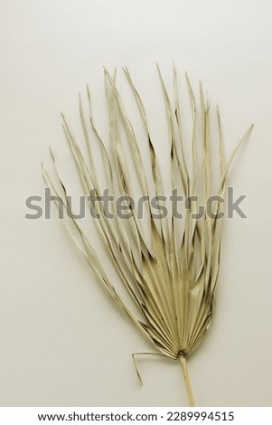 Dry palm leaf close up on beige   background top view. Minimal fine art Plant Poster.