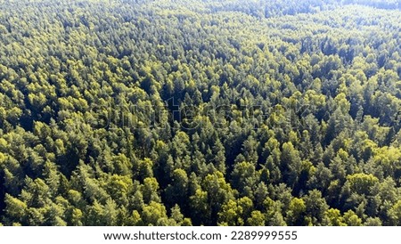 Coniferous forest from the height of the sun's glare. High quality photo