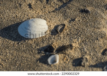 single white shell at the sandy beach on vacation in egypt