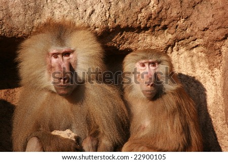 two baboons at the cologne zoo, germany.