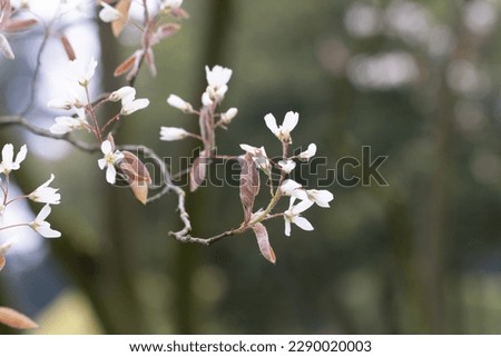 Blossoming Tree in Spring. Spring time in nature with blooming tree