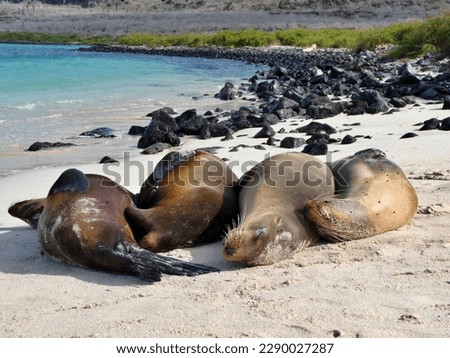 Four seals sleeping together on pristine beach, Galapagos Islands. High quality photo